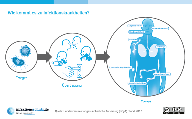 Wie Lange Ist Ihre Infektionsschutzbelehrung Gültig Infografiken: www.infektionsschutz.de
