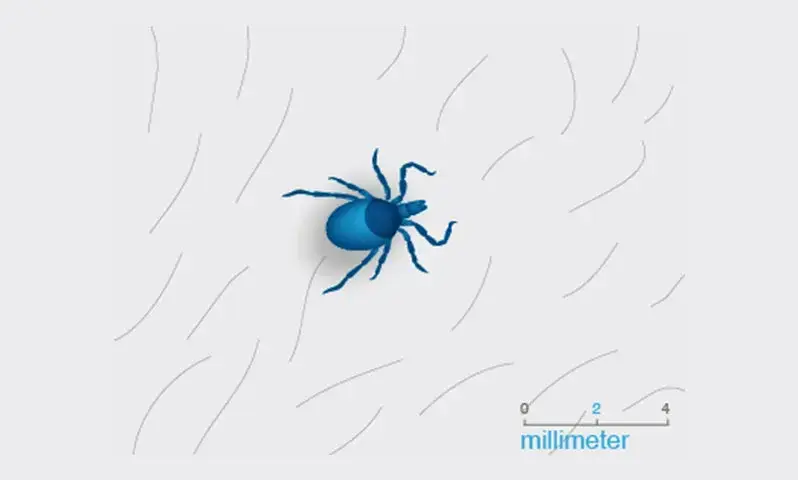 Detailansicht einer Zecke