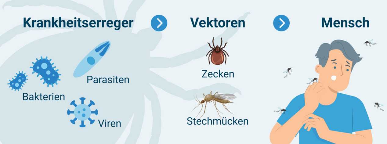 Weg der Vektorübertragung: Krankheitserreger, Vektoren, Mensch
