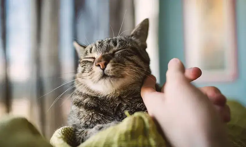 Katze wird gestreichelt