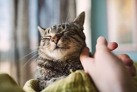 Katze wird gestreichelt