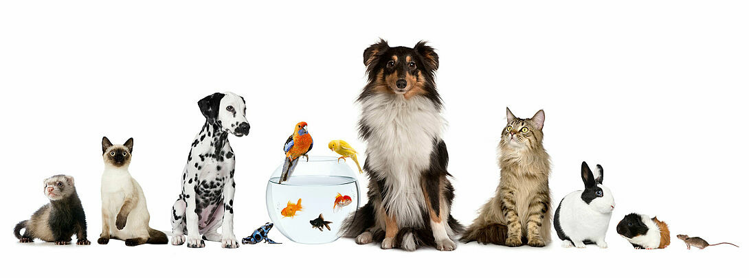 Diverse Haustiere (© iStock.com / GlobalP)
