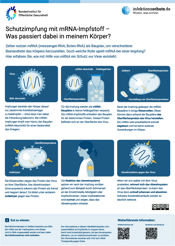 Infografik: Schutzimpfung mit mRNA-Impfstoff – Was passiert dabei in meinem Körper?
