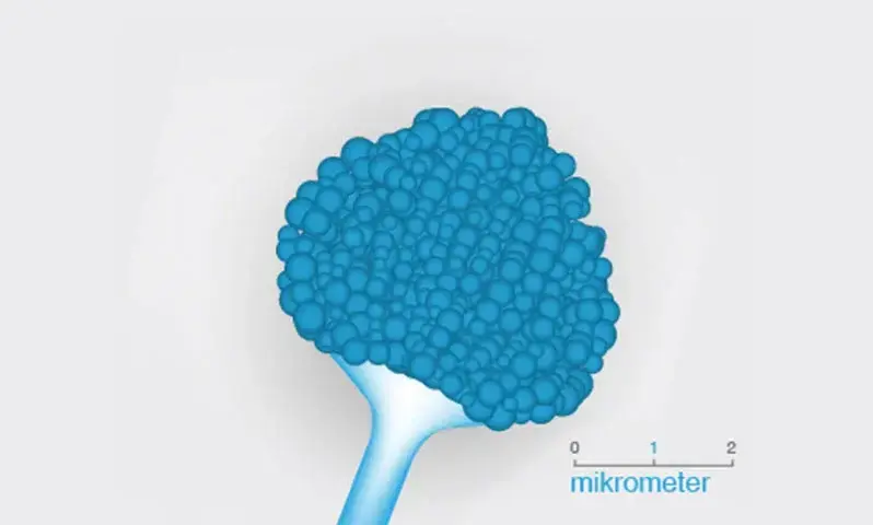 Grafik eine Pilzes