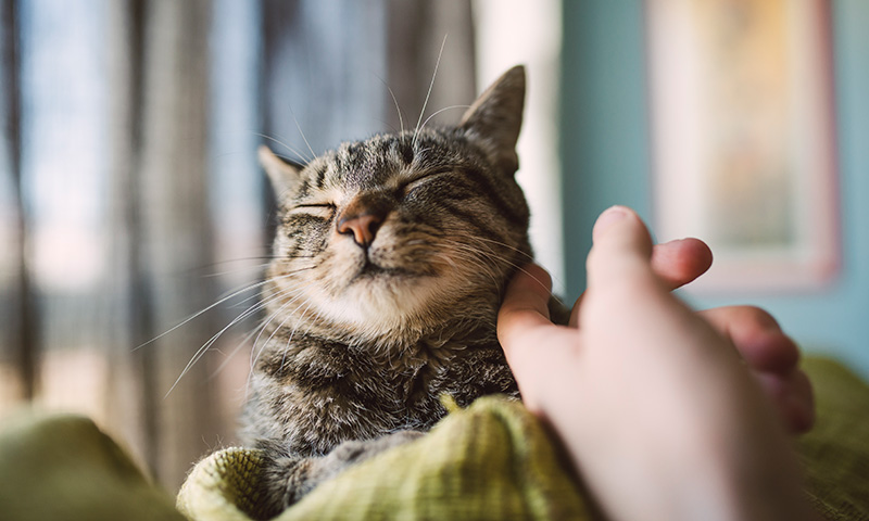 Katze wird gestreichelt