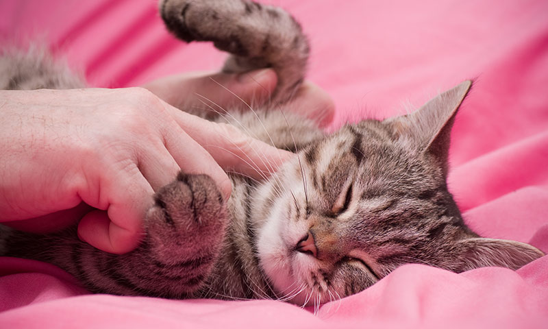 Katze auf einer Decke (© iStock.com / Pugovica88)