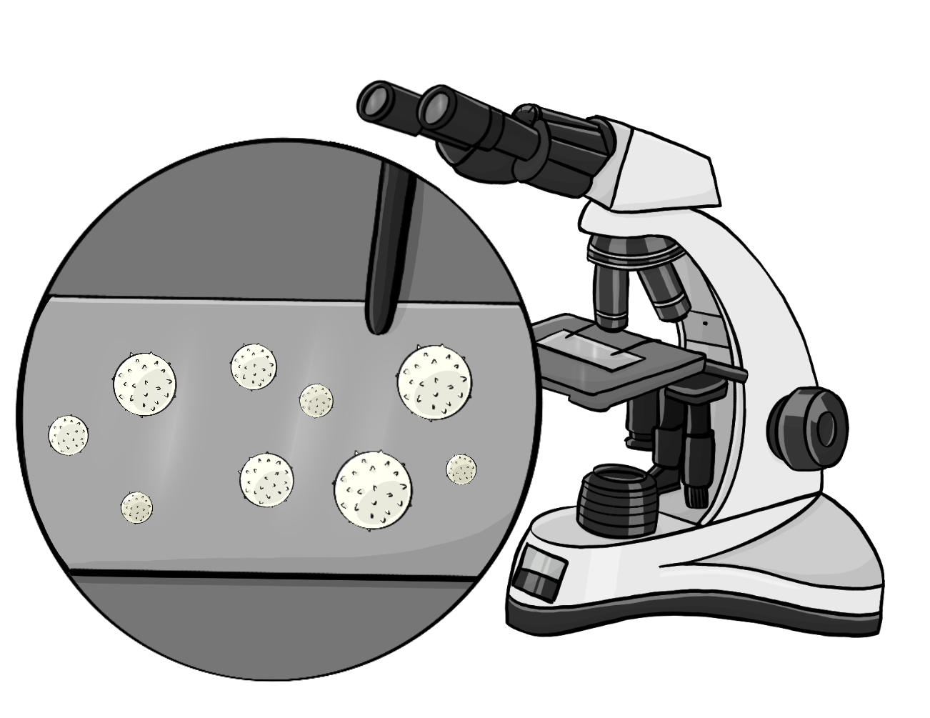 Weiße Blutkörperchen unter einem Mikroskop